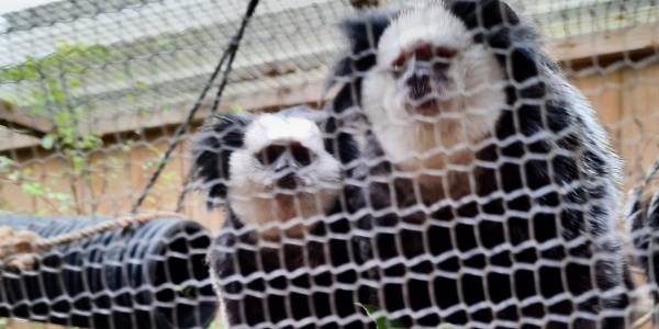 Knitted mesh is used as zoo fencing.